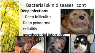 Bacterial skin diseases cont
• Deep infections
    - Deep folliculitis
  - Deep pyoderma
  - cellulitis
  - mycobacterial infections
 