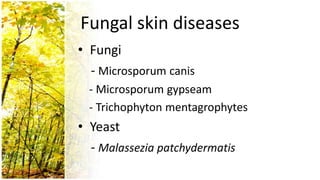 Fungal skin diseases
• Fungi
  - Microsporum canis
  - Microsporum gypseam
  - Trichophyton mentagrophytes
• Yeast
  - Malassezia patchydermatis
 