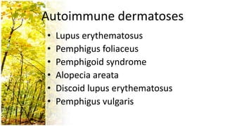 Autoimmune dermatoses
•   Lupus erythematosus
•   Pemphigus foliaceus
•   Pemphigoid syndrome
•   Alopecia areata
•   Discoid lupus erythematosus
•   Pemphigus vulgaris
 