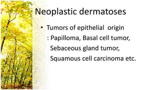 Neoplastic dermatoses
 • Tumors of epithelial origin
   : Papilloma, Basal cell tumor,
     Sebaceous gland tumor,
     Squamous cell carcinoma etc.
 