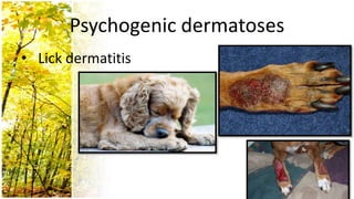 Psychogenic dermatoses
• Lick dermatitis
 
