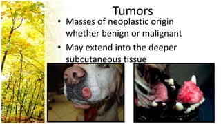 Tumors
• Masses of neoplastic origin
  whether benign or malignant
• May extend into the deeper
  subcutaneous tissue
 