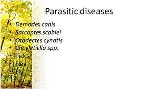 Parasitic diseases
•   Demodex canis
•   Sarcoptes scabiei
•   Otodectes cynotis
•   Cheyletiella spp.
•   Tick
•   Flea
•   Fly
 