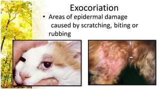 Exocoriation
• Areas of epidermal damage
   caused by scratching, biting or
  rubbing
 
