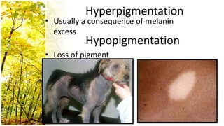 Hyperpigmentation
• Usually a consequence of melanin
  excess
          Hypopigmentation
• Loss of pigment
 