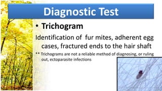 Diagnostic Test
• Trichogram
Identification of fur mites, adherent egg
  cases, fractured ends to the hair shaft
** Trichograms are not a reliable method of diagnosing, or ruling
   out, ectoparasite infections
 