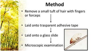 Method
• Remove a small tuft of hair with fingers
  or forceps

• Laid onto trasparent adhesive tape

• Laid onto a glass slide

• Microscopic examination
 