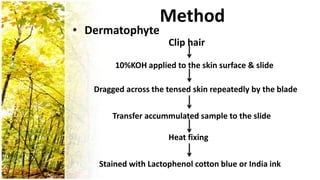 Method
• Dermatophyte
                      Clip hair

        10%KOH applied to the skin surface & slide

   Dragged across the tensed skin repeatedly by the blade

       Transfer accummulated sample to the slide

                      Heat fixing

    Stained with Lactophenol cotton blue or India ink
 