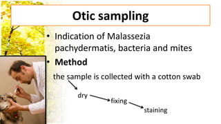 Otic sampling
• Indication of Malassezia
  pachydermatis, bacteria and mites
• Method
 the sample is collected with a cotton swab

        dry
                 fixing
                          staining
 