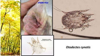 Otodectes cynotis
 