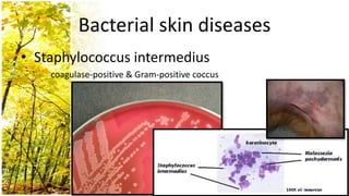 Bacterial skin diseases
• Staphylococcus intermedius
    coagulase-positive & Gram-positive coccus
 