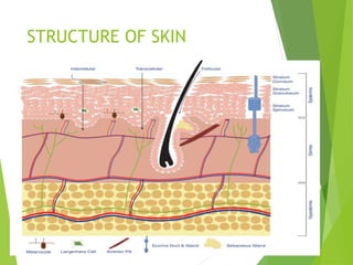 STRUCTURE OF SKIN
 