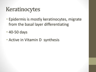 Keratinocytes
• Epidermis is mostly keratinocytes, migrate
from the basal layer differentiating
• 40-50 days
• Active in V...