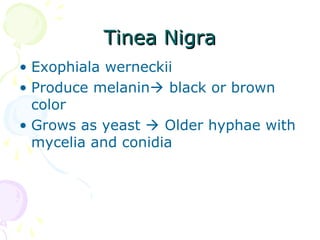 Tinea NigraTinea Nigra
• Exophiala werneckii
• Produce melanin black or brown
color
• Grows as yeast  Older hyphae with
mycelia and conidia
 