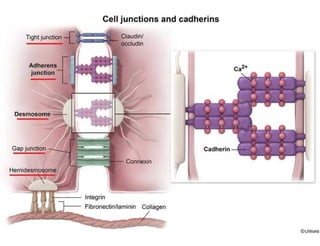 DermatologyUW tables and charts.pdf