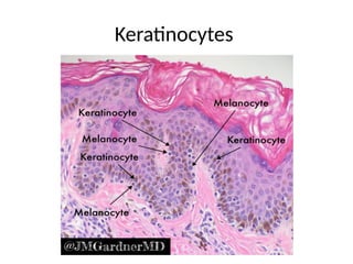Keratinocytes
 