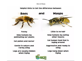 Bees & Wasps
 