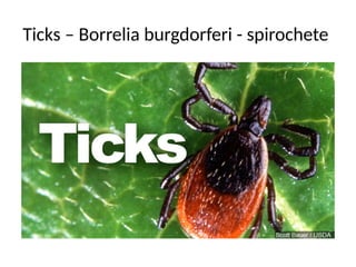 Ticks – Borrelia burgdorferi - spirochete
 