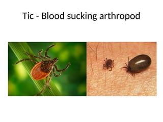 Tic - Blood sucking arthropod
 