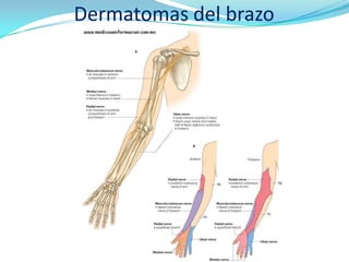 Dermatomas del brazo