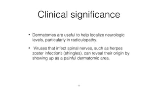 Clinical significance
•

Dermatomes are useful to help localize neurologic
levels, particularly in radiculopathy.

•

Viruses that infect spinal nerves, such as herpes
zoster infections (shingles), can reveal their origin by
showing up as a painful dermatomic area.

11

 