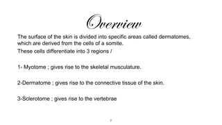 Overview

The surface of the skin is divided into specific areas called dermatomes,
which are derived from the cells of a somite.
These cells differentiate into 3 regions /
1- Myotome ; gives rise to the skeletal musculature.
2-Dermatome ; gives rise to the connective tissue of the skin.
3-Sclerotome ; gives rise to the vertebrae

2

 