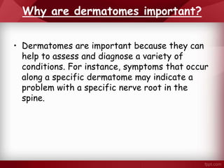 Why are dermatomes important?
• Dermatomes are important because they can
help to assess and diagnose a variety of
conditions. For instance, symptoms that occur
along a specific dermatome may indicate a
problem with a specific nerve root in the
spine.
 
