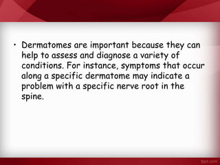 • Dermatomes are important because they can
help to assess and diagnose a variety of
conditions. For instance, symptoms that occur
along a specific dermatome may indicate a
problem with a specific nerve root in the
spine.
 
