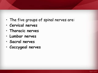 • The five groups of spinal nerves are:
• Cervical nerves
• Thoracic nerves
• Lumbar nerves
• Sacral nerves
• Coccygeal nerves
 