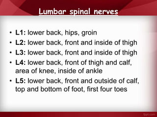 Lumbar spinal nerves
• L1: lower back, hips, groin
• L2: lower back, front and inside of thigh
• L3: lower back, front and inside of thigh
• L4: lower back, front of thigh and calf,
area of knee, inside of ankle
• L5: lower back, front and outside of calf,
top and bottom of foot, first four toes
 