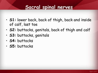 Sacral spinal nerves
• S1: lower back, back of thigh, back and inside
of calf, last toe
• S2: buttocks, genitals, back of thigh and calf
• S3: buttocks, genitals
• S4: buttocks
• S5: buttocks
 