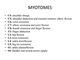 External Rotation Shrugs Dermatomes (2) | PPTX