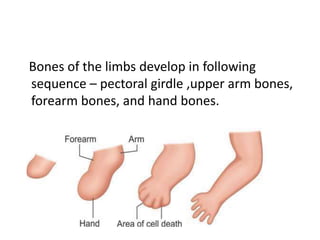 dermatomes and development of limbs copy.pptx