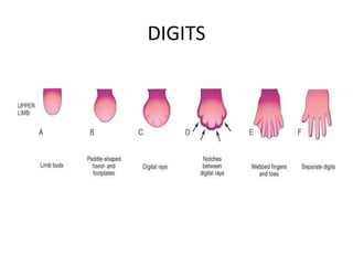 dermatomes and development of limbs copy.pptx