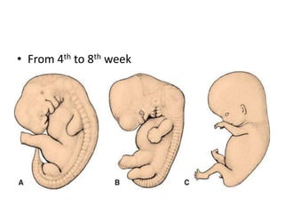 dermatomes and development of limbs copy.pptx