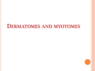 DERMATOMES AND MYOTOMES
 