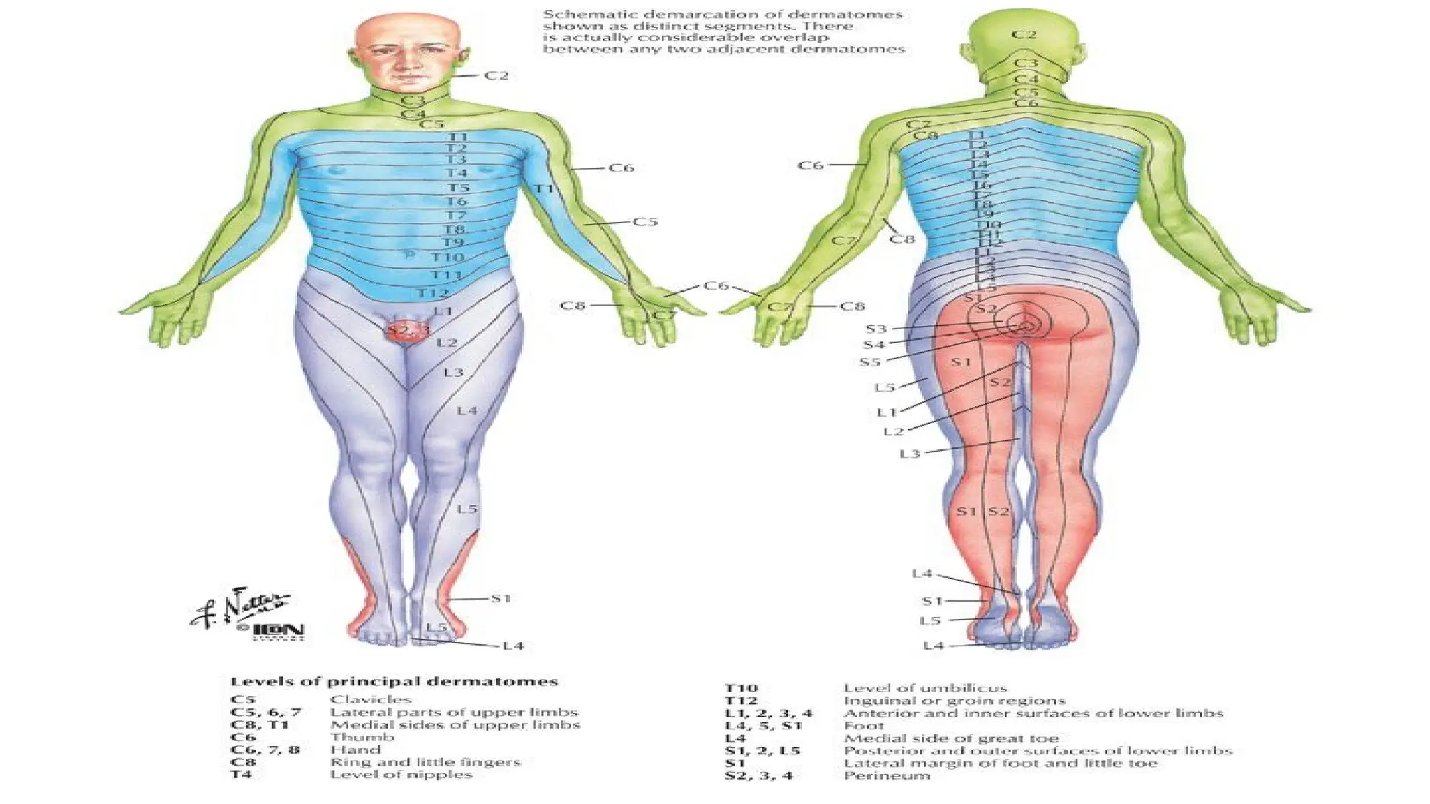 Dermatomal R Ash DERMATOMES AND REFERRED PAIN.prentationx | PPTX