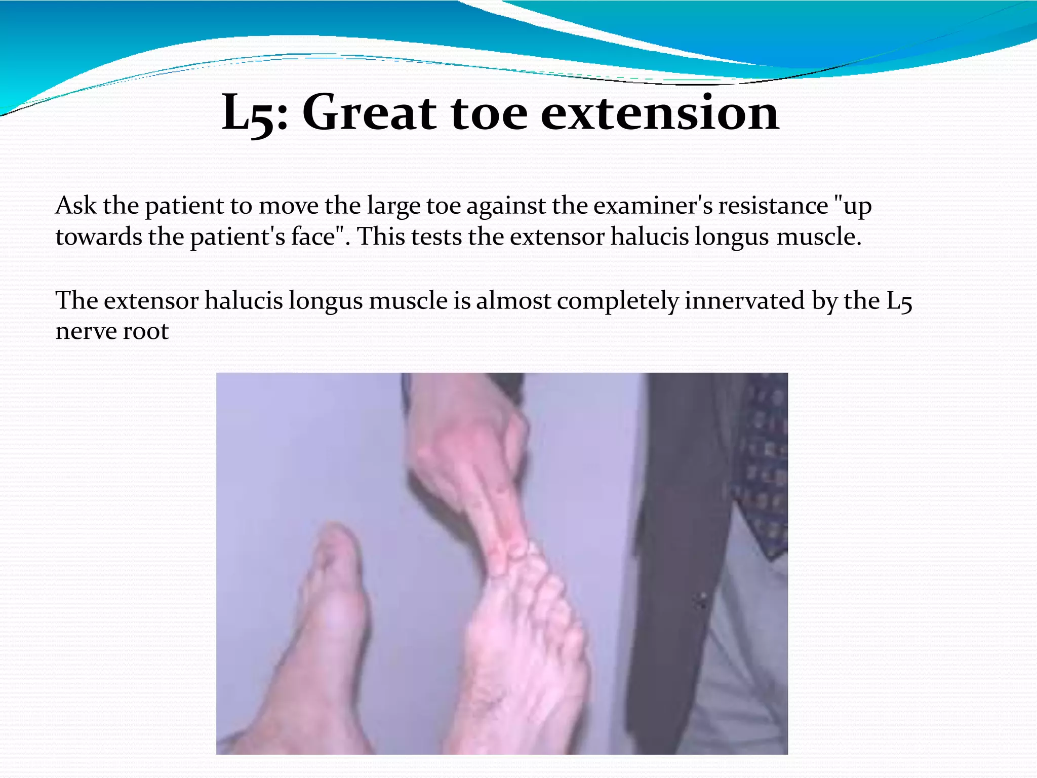 Dermatomes & Myotomes By Firdous Hussain | PPTX