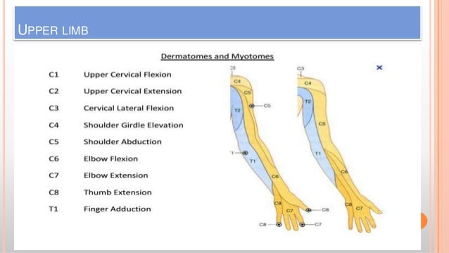 Myotomes Lower Limb Chart