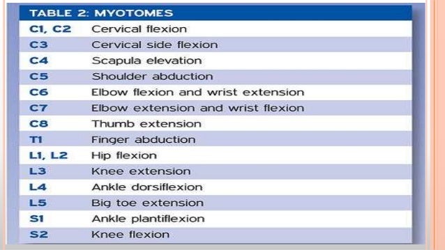 Dermatomes Myotomes Reflexes Chart