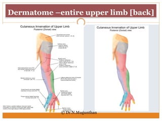 Dermatome Map Upper Extremity Dermatomes Of Upper Limb- Dr.n.mugunthan.ms