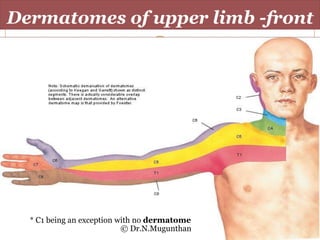 Upper Limb Dermatome Map Dermatomes Of Upper Limb- Dr.n.mugunthan.ms