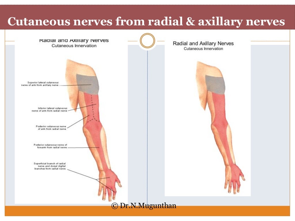Upper Extremity Dermatome Chart