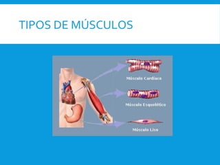 TIPOS DE MÚSCULOS
 