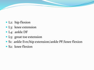  L2: hip flexion
 L3: knee extension
 L4: ankle DF
 L5: great toe extension
 S1: ankle Evn/hip extension/ankle PF/knee flexion
 S2: knee flexion
 