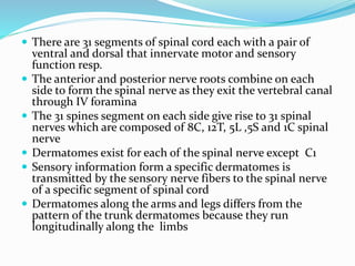  There are 31 segments of spinal cord each with a pair of
ventral and dorsal that innervate motor and sensory
function resp.
 The anterior and posterior nerve roots combine on each
side to form the spinal nerve as they exit the vertebral canal
through IV foramina
 The 31 spines segment on each side give rise to 31 spinal
nerves which are composed of 8C, 12T, 5L ,5S and 1C spinal
nerve
 Dermatomes exist for each of the spinal nerve except C1
 Sensory information form a specific dermatomes is
transmitted by the sensory nerve fibers to the spinal nerve
of a specific segment of spinal cord
 Dermatomes along the arms and legs differs from the
pattern of the trunk dermatomes because they run
longitudinally along the limbs
 