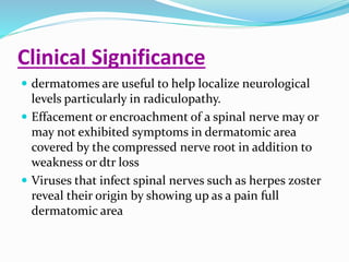 Clinical Significance
 dermatomes are useful to help localize neurological
levels particularly in radiculopathy.
 Effacement or encroachment of a spinal nerve may or
may not exhibited symptoms in dermatomic area
covered by the compressed nerve root in addition to
weakness or dtr loss
 Viruses that infect spinal nerves such as herpes zoster
reveal their origin by showing up as a pain full
dermatomic area
 