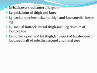  L1-back,over trochanter and groin
 L2-back,front of thigh and knee
 L3-back,upper buttock,ant. thigh and knee,medial lower
leg
 L4-medial buttock,lateral thigh,med.leg,dorsum of
foot,big toe
 L5-buttock,post.and lat.thigh,lat.aspect of leg,dorsum of
foot,med.half of sole,first second and third toes
 