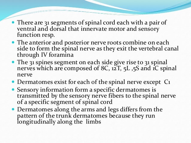 dermatomes and myotomes myotomes and dermatomes