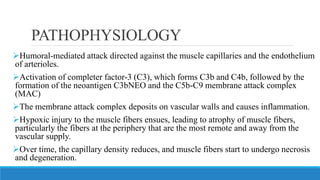 PATHOPHYSIOLOGY
➢Humoral-mediated attack directed against the muscle capillaries and the endothelium
of arterioles.
➢Activation of completer factor-3 (C3), which forms C3b and C4b, followed by the
formation of the neoantigen C3bNEO and the C5b-C9 membrane attack complex
(MAC)
➢The membrane attack complex deposits on vascular walls and causes inflammation.
➢Hypoxic injury to the muscle fibers ensues, leading to atrophy of muscle fibers,
particularly the fibers at the periphery that are the most remote and away from the
vascular supply.
➢Over time, the capillary density reduces, and muscle fibers start to undergo necrosis
and degeneration.
 